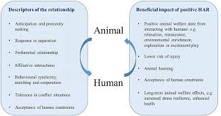 difference between animal and human society
